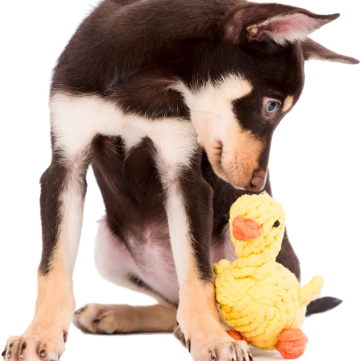⭐️ Hundespielzeug - Emma Ente