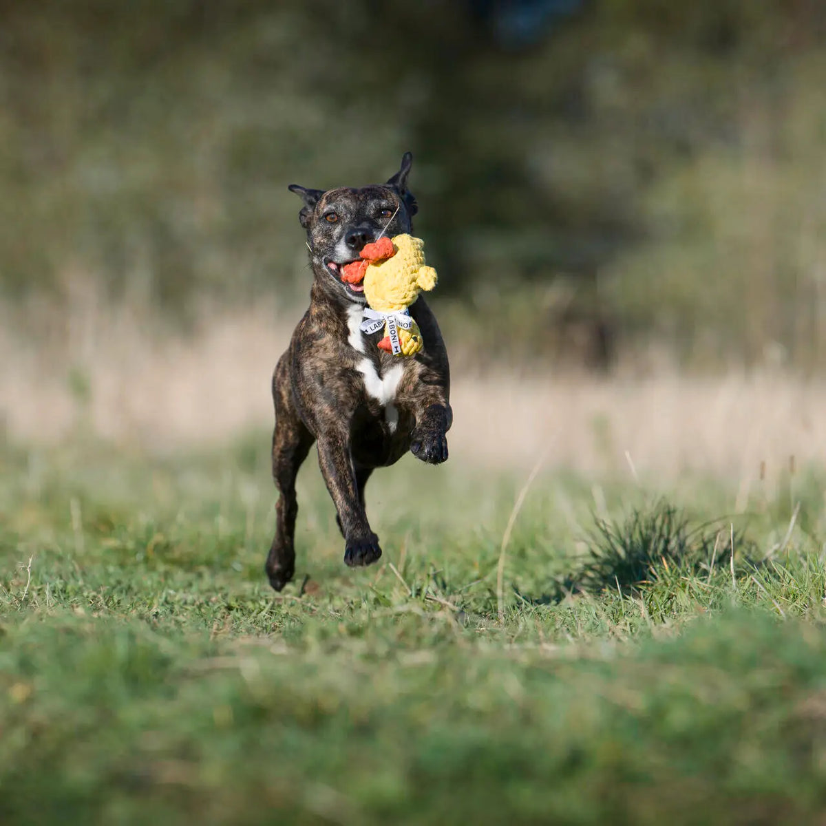 ⭐️ Hundespielzeug - Emma Ente
