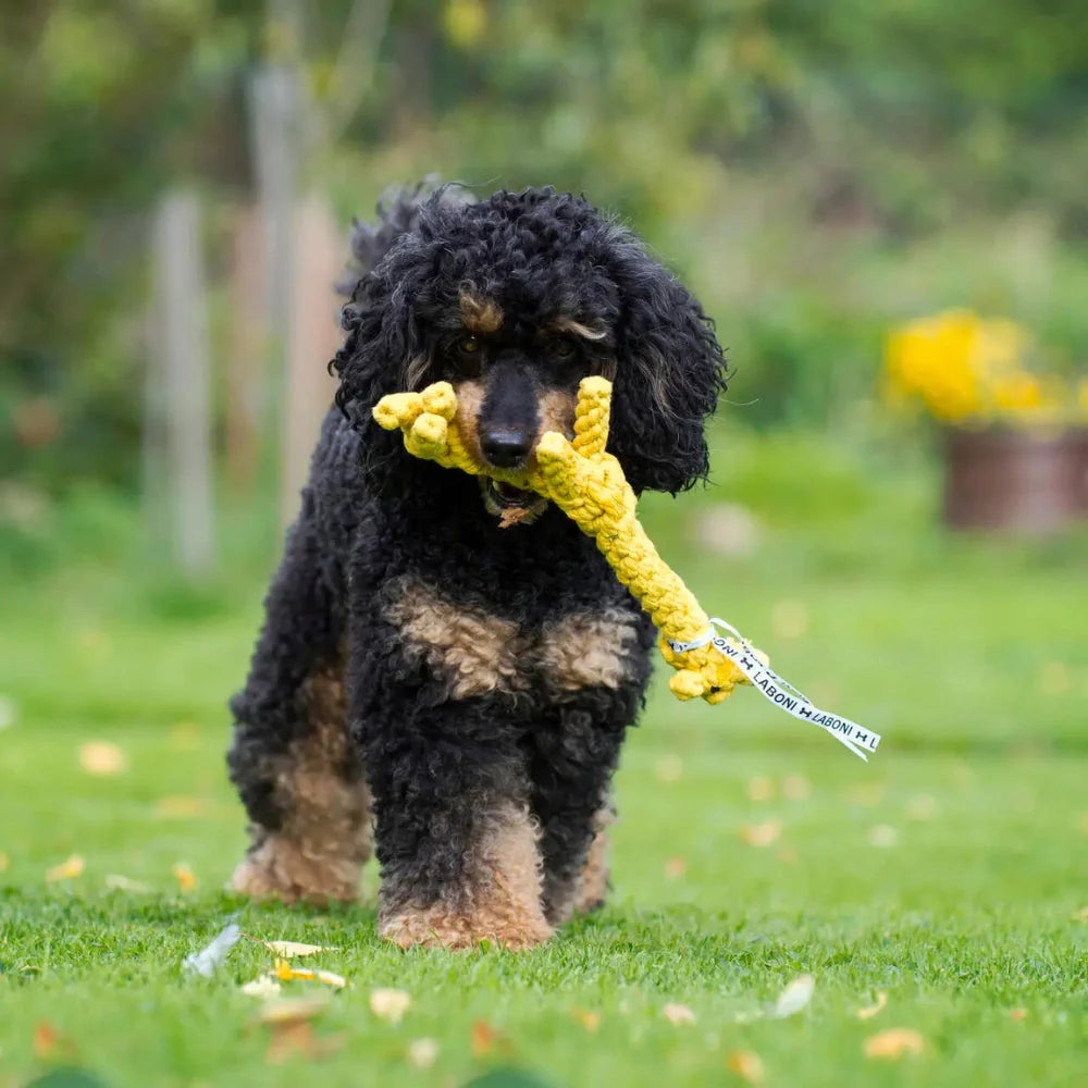 Hundespielzeug - Giraffe Gretchen