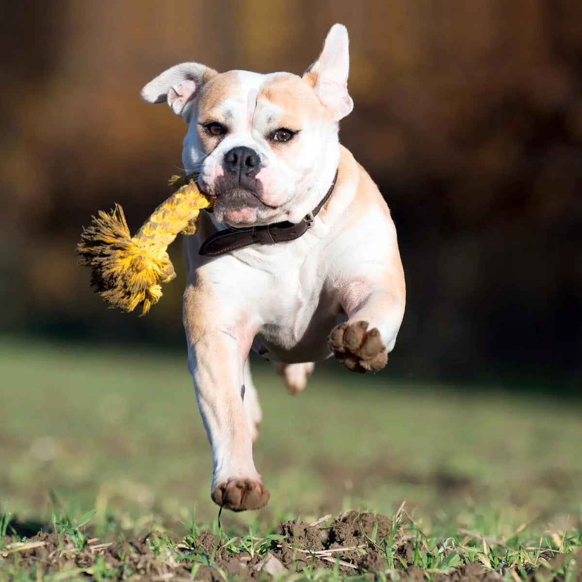 ⭐️ Hundespielzeug - Leo Löwe