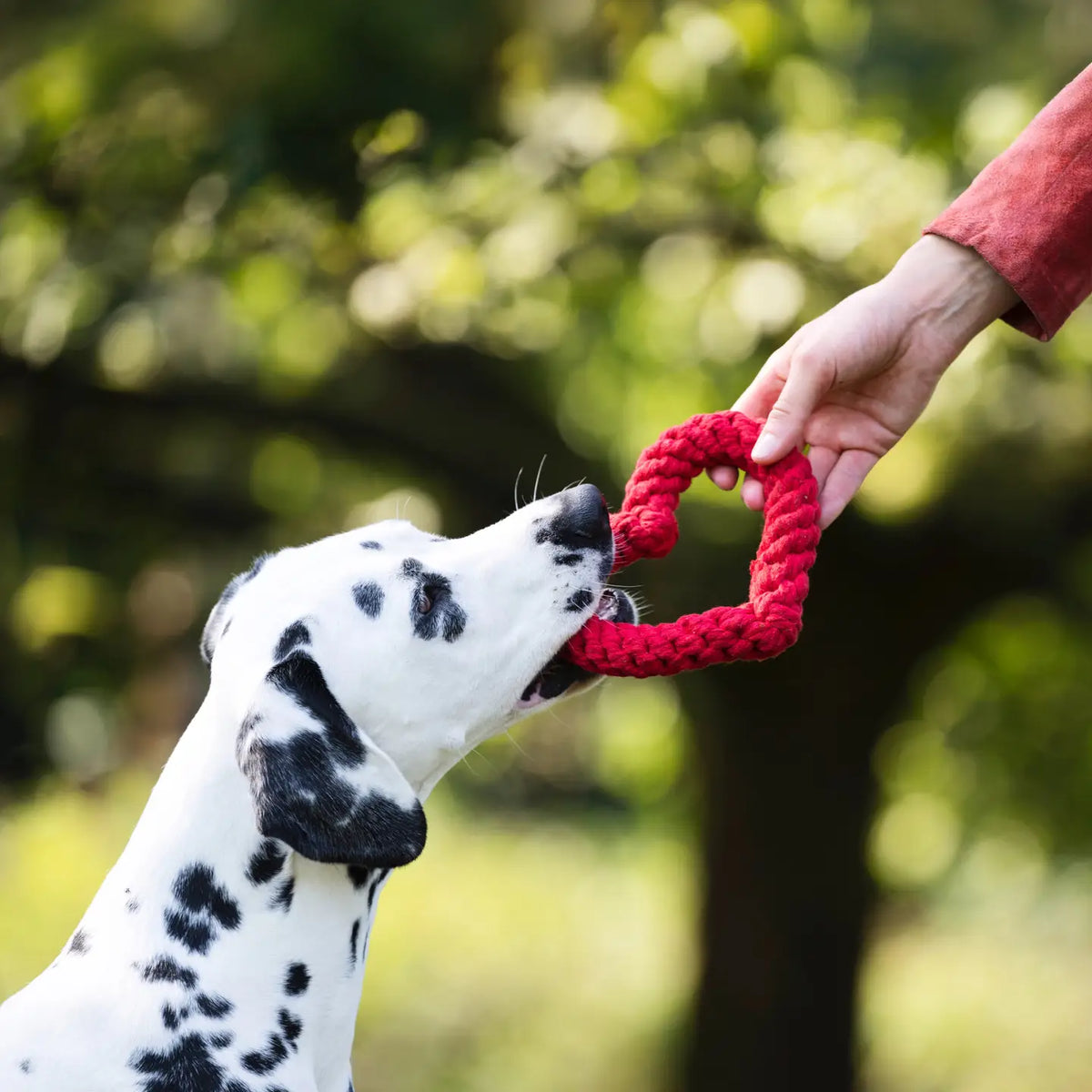 ⭐️ Hundespielzeug - Herz