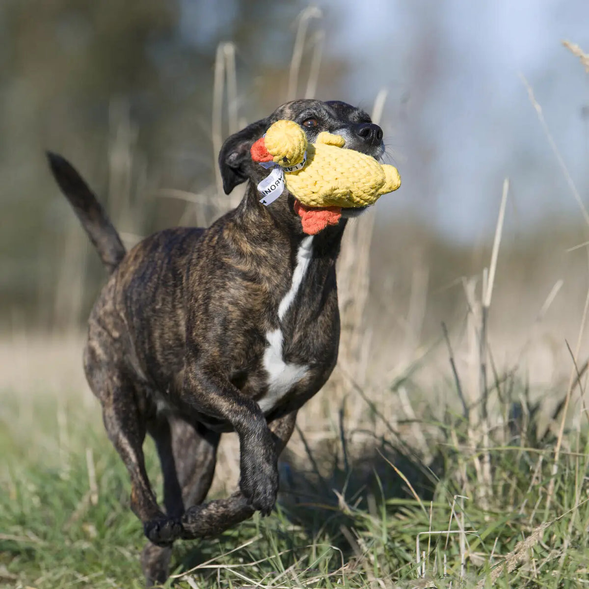 ⭐️ Hundespielzeug - Emma Ente