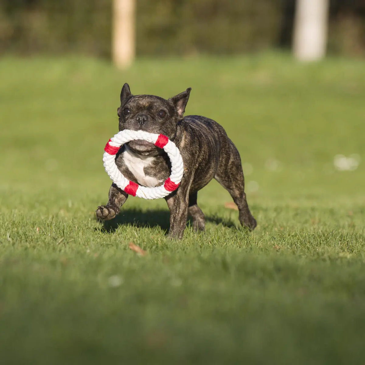 ⭐️ Hundespielzeug - Rettungsring