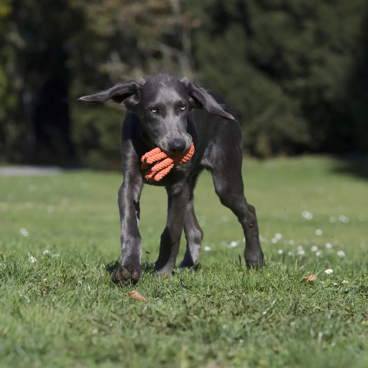Hundespielzeug - Thaddeus Tintenfisch