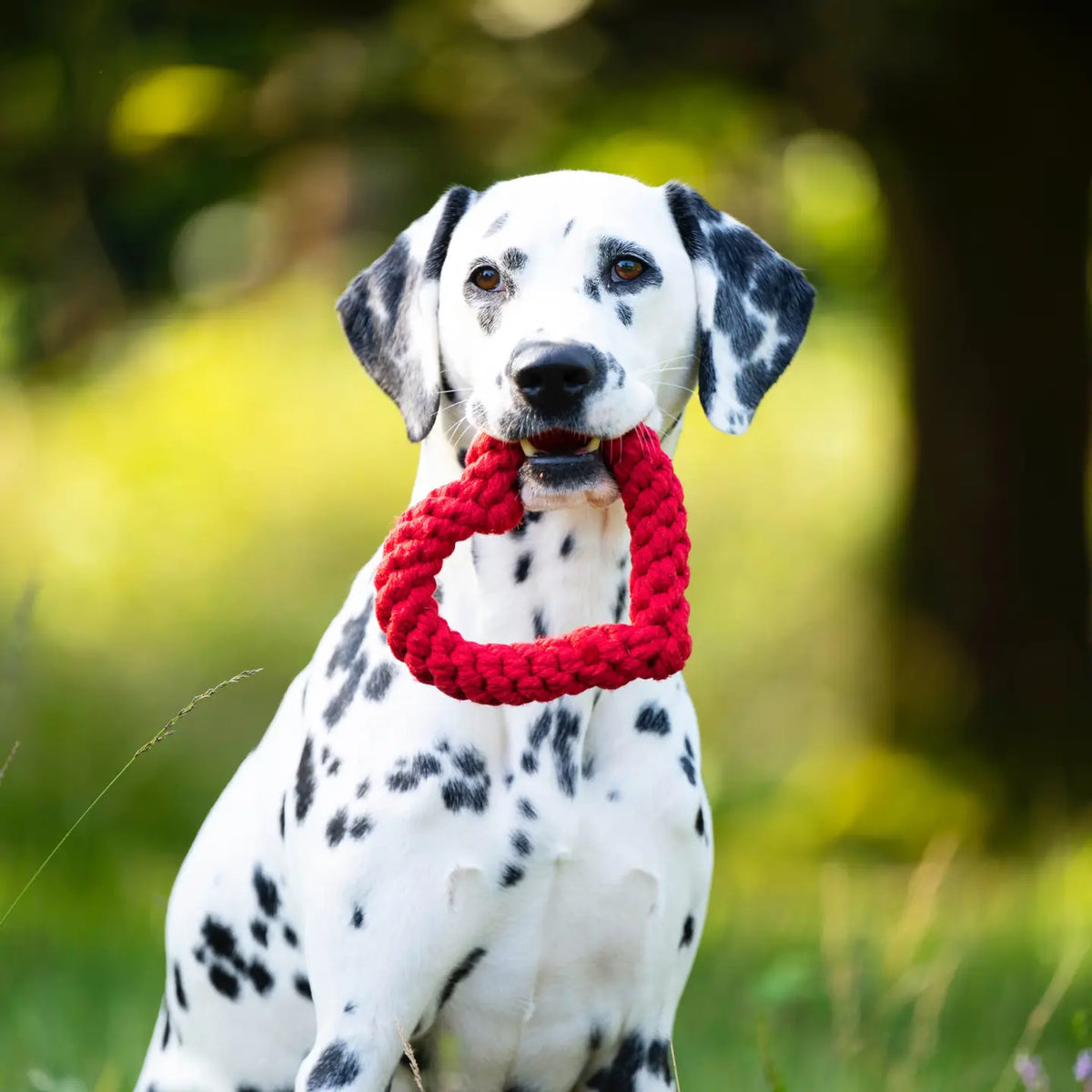 ⭐️ Hundespielzeug - Herz