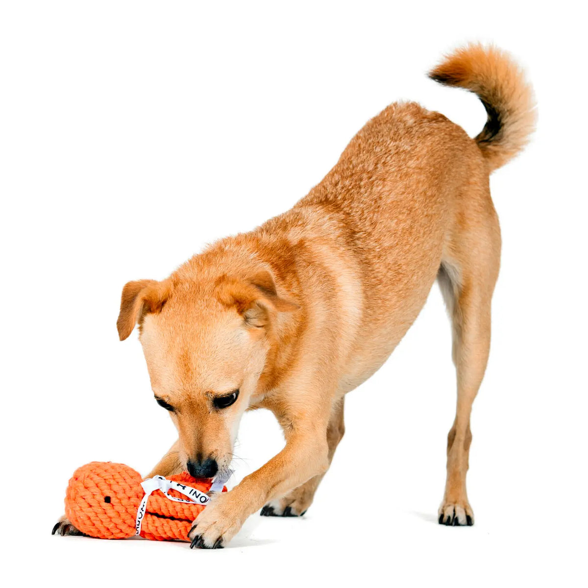Hundespielzeug - Thaddeus Tintenfisch