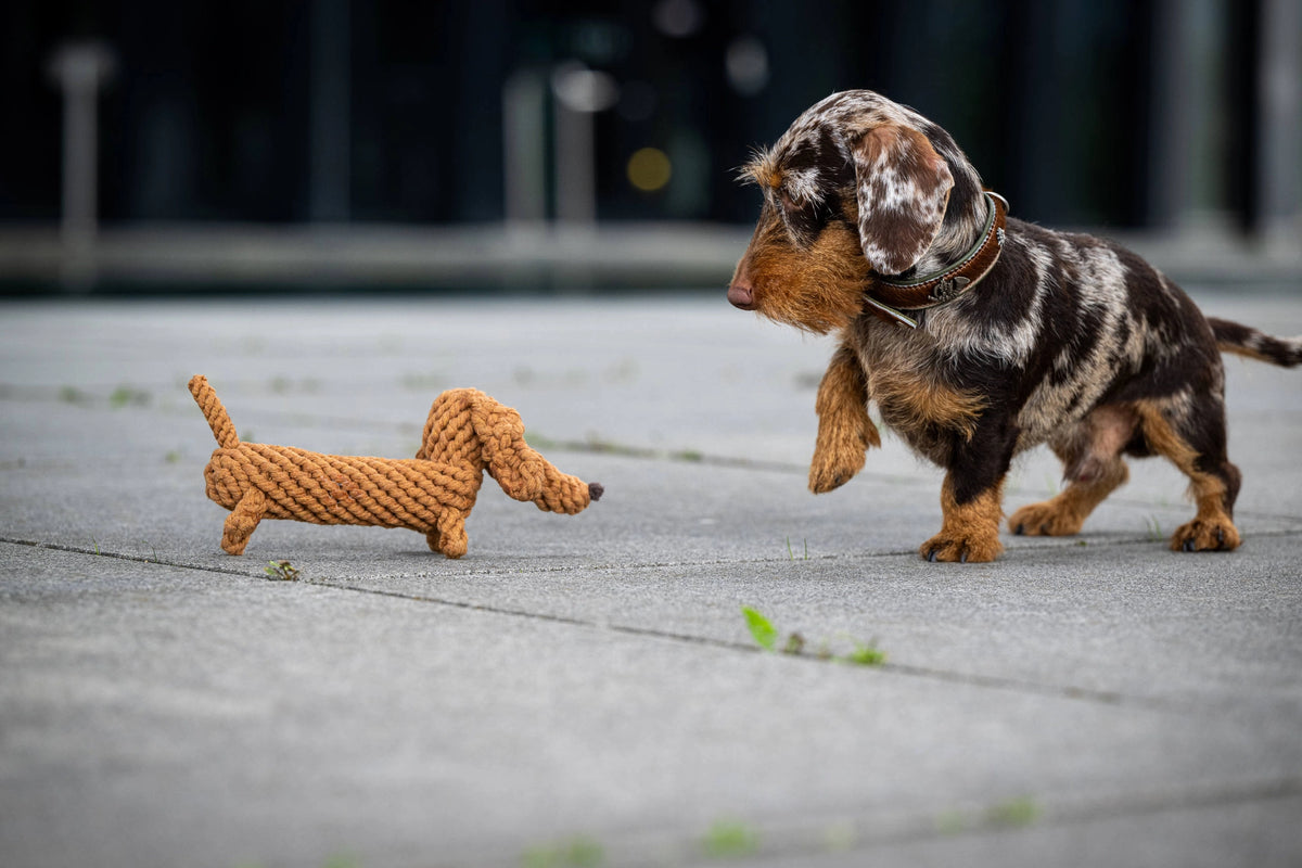 Hundespielzeug - Dackel Diego